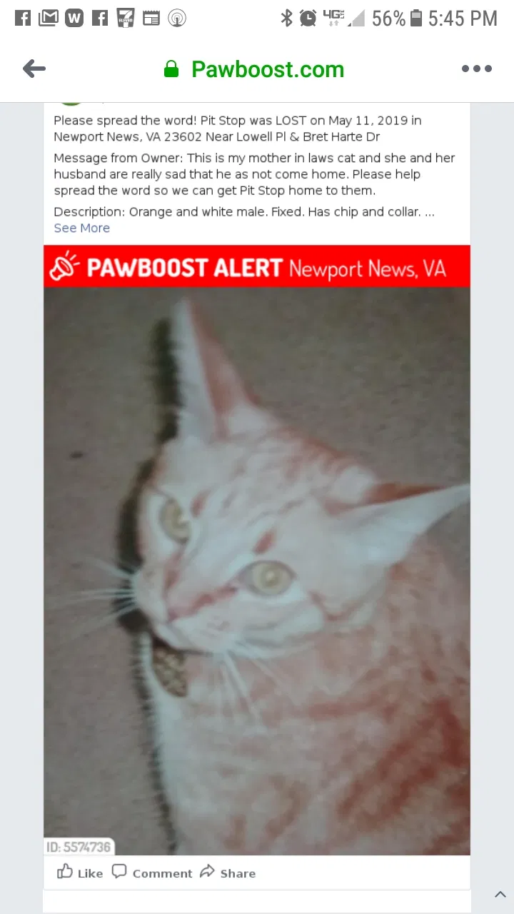 Lost cat in Newport News, VA, 23601