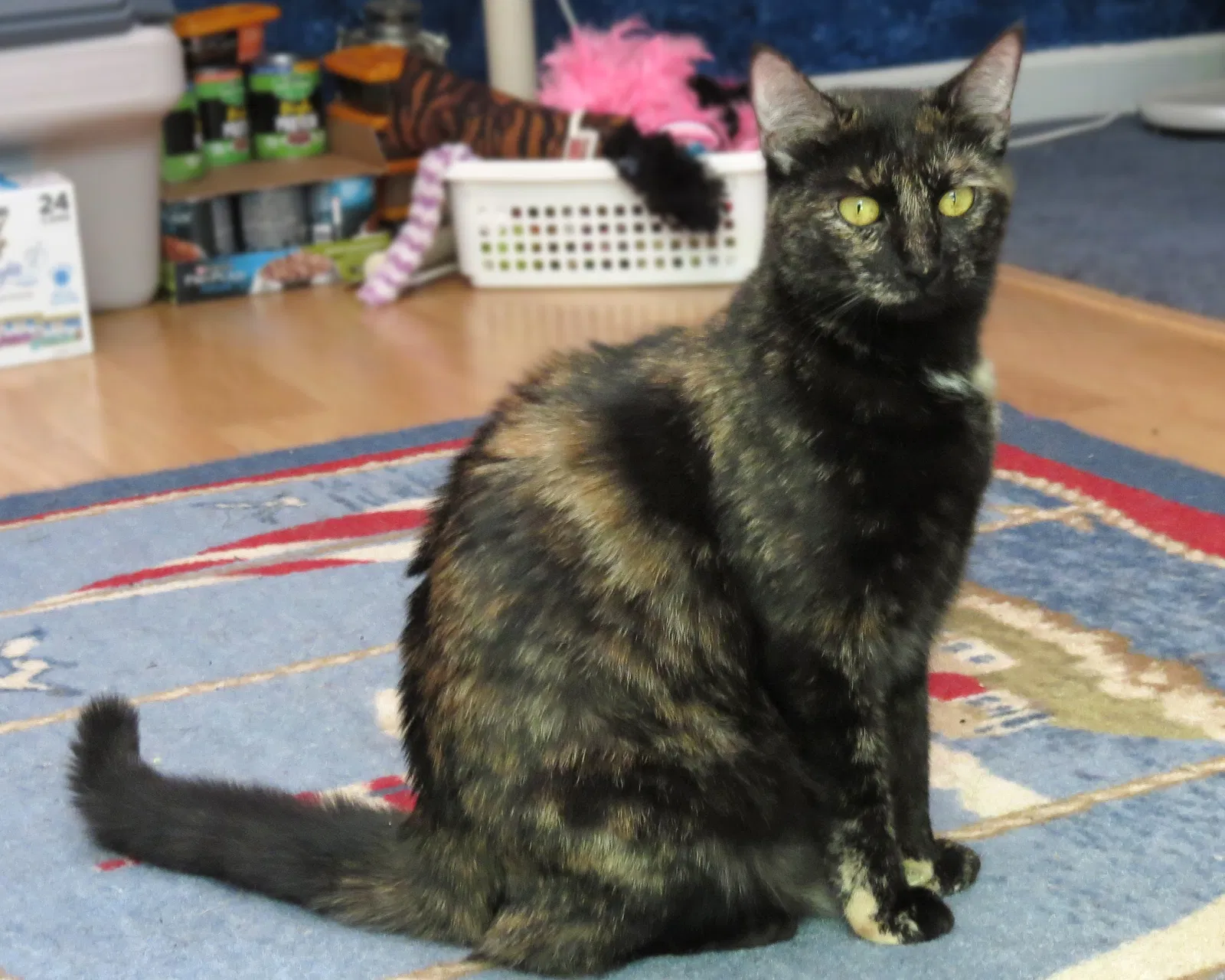 Lost cat in Taylors, SC, 29687