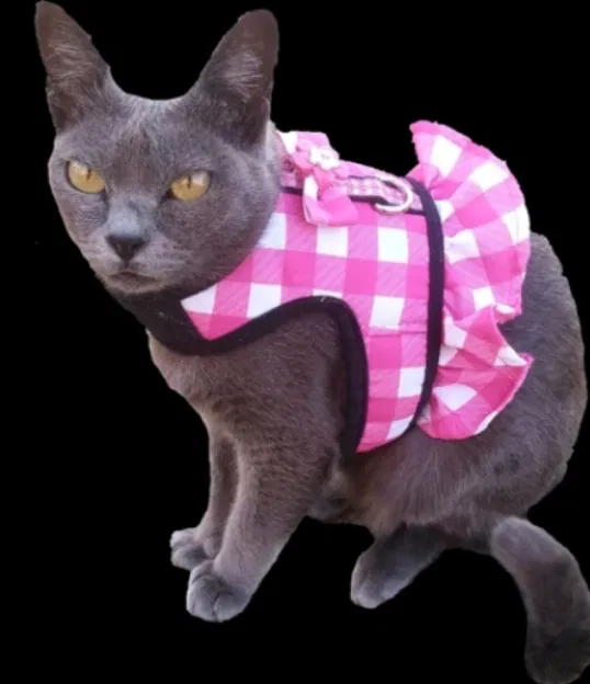 Lost cat in Redwood City, CA, 94062