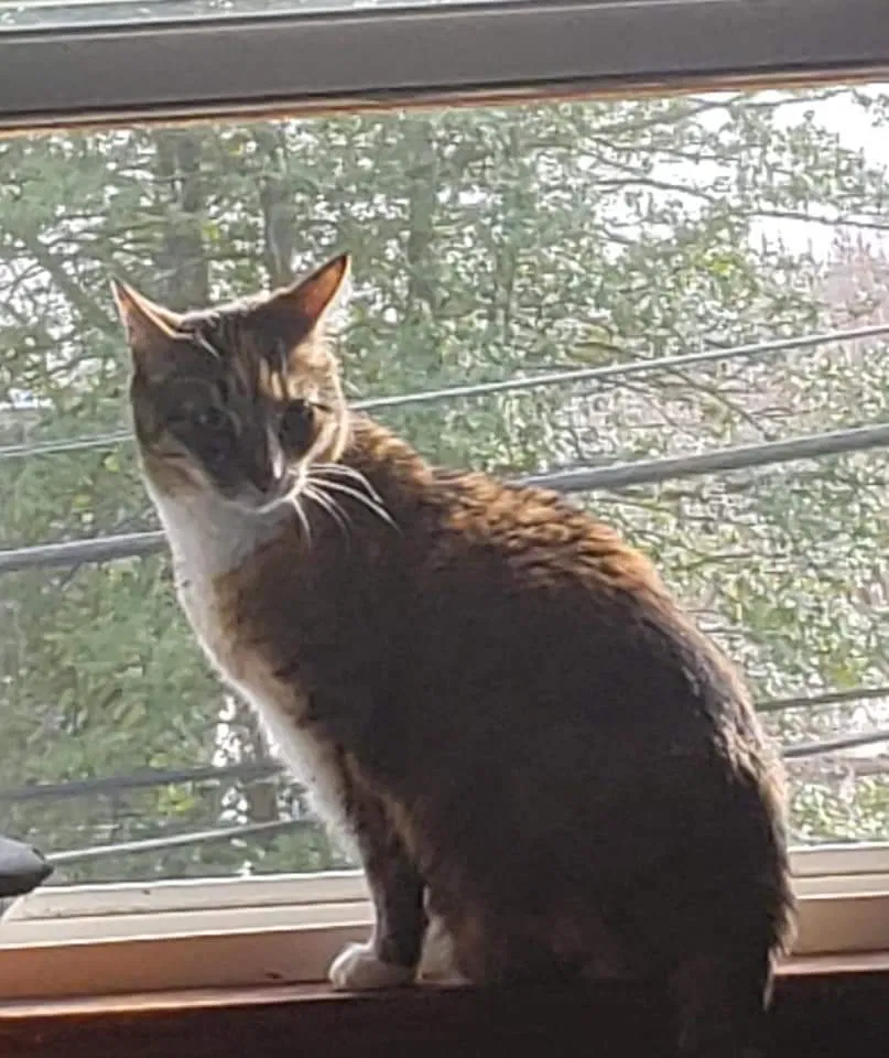 Lost cat in Willow Grove, PA, 19090