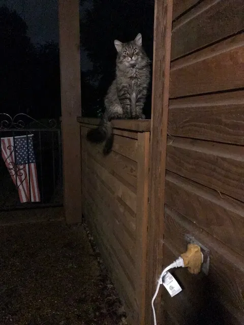 Lost cat in Saint Charles, MO, 63304