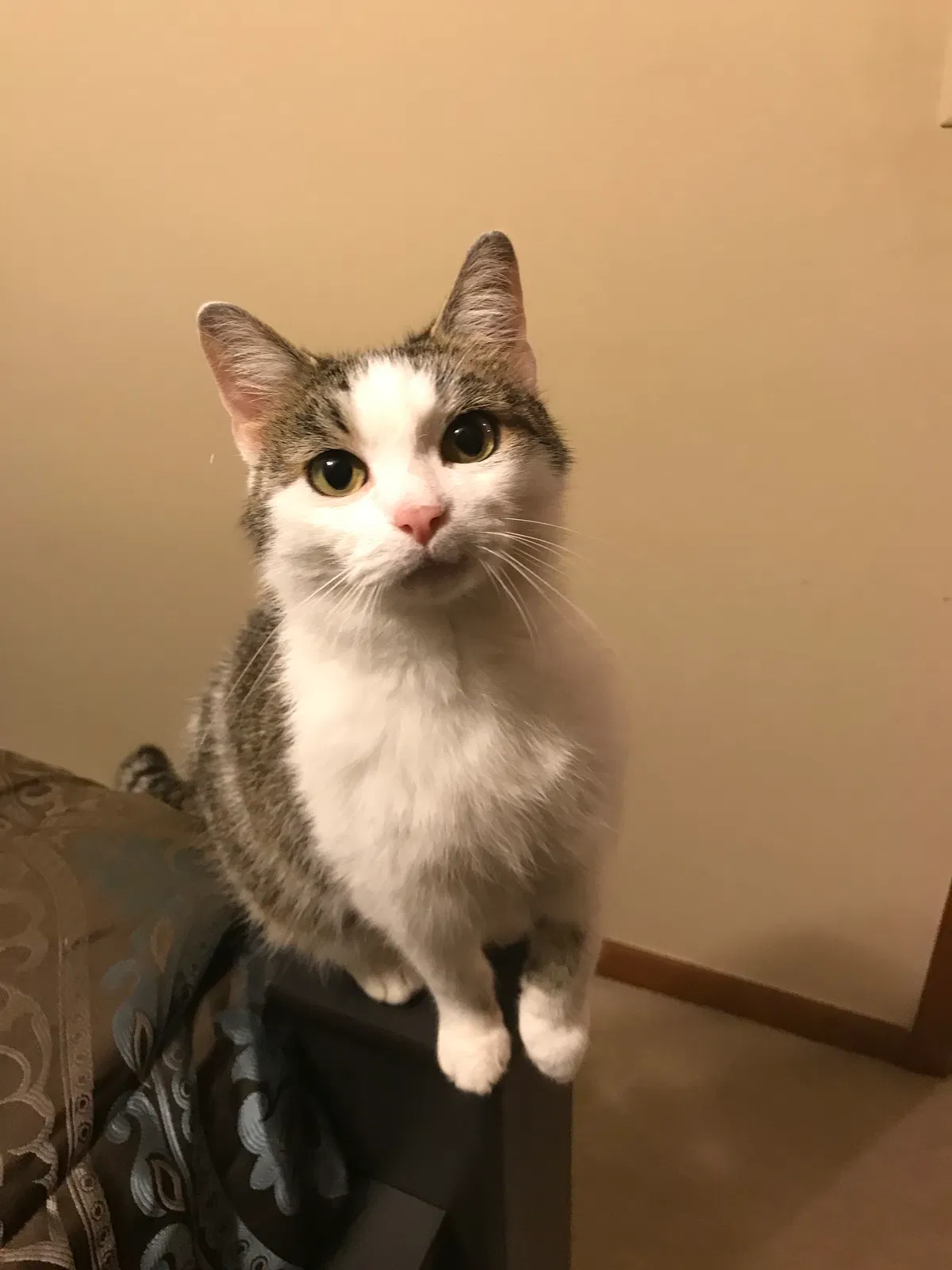 Lost cat in New Castle, IN, 47362