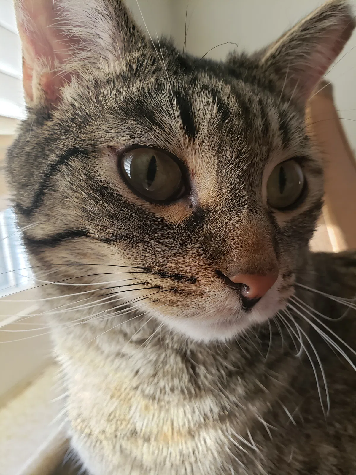 Lost cat in Denver, CO, 80228