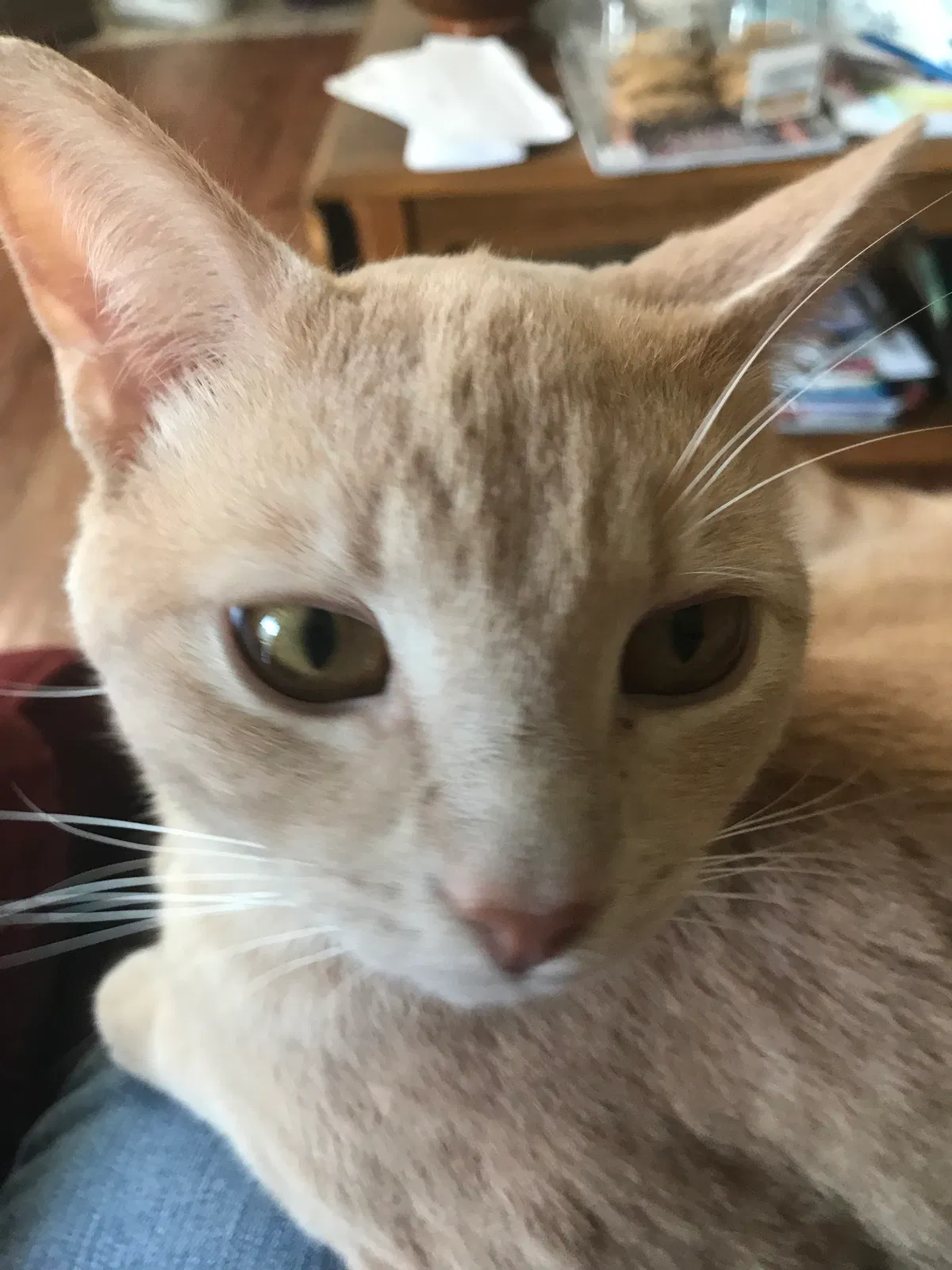 Lost cat in Rock Hill, SC, 29732