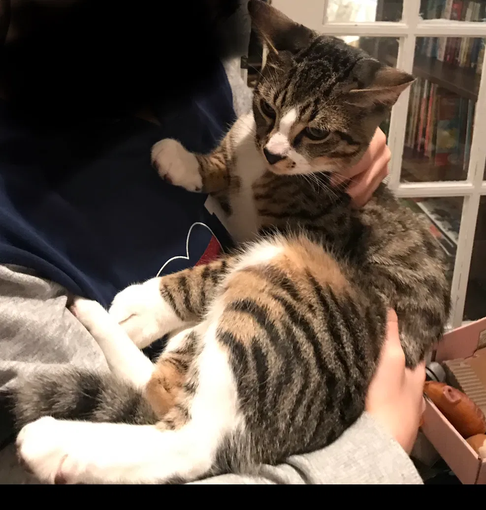Lost cat in Elmwood Park, NJ, 7407