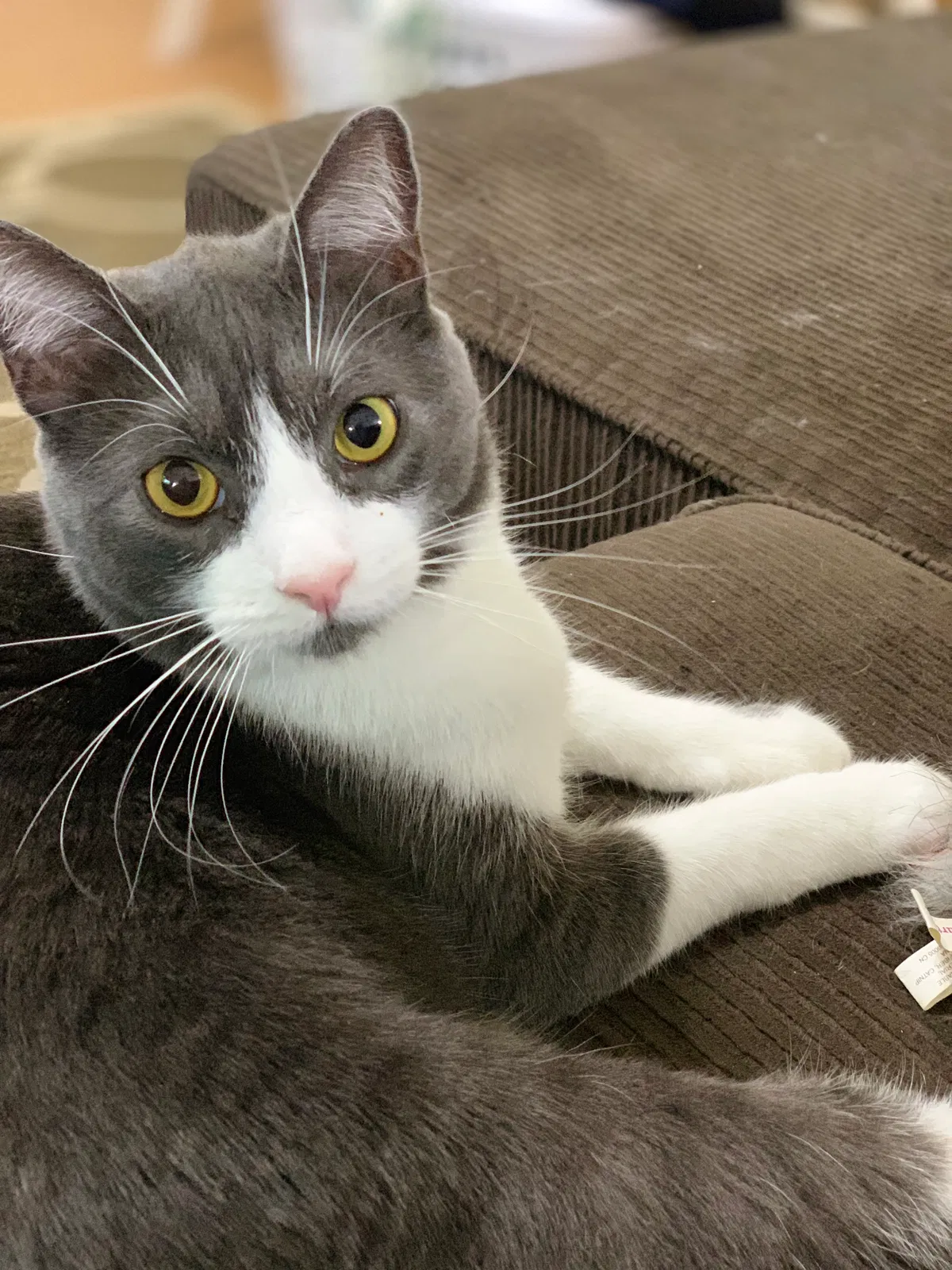 Lost cat in Fresno, CA, 93720