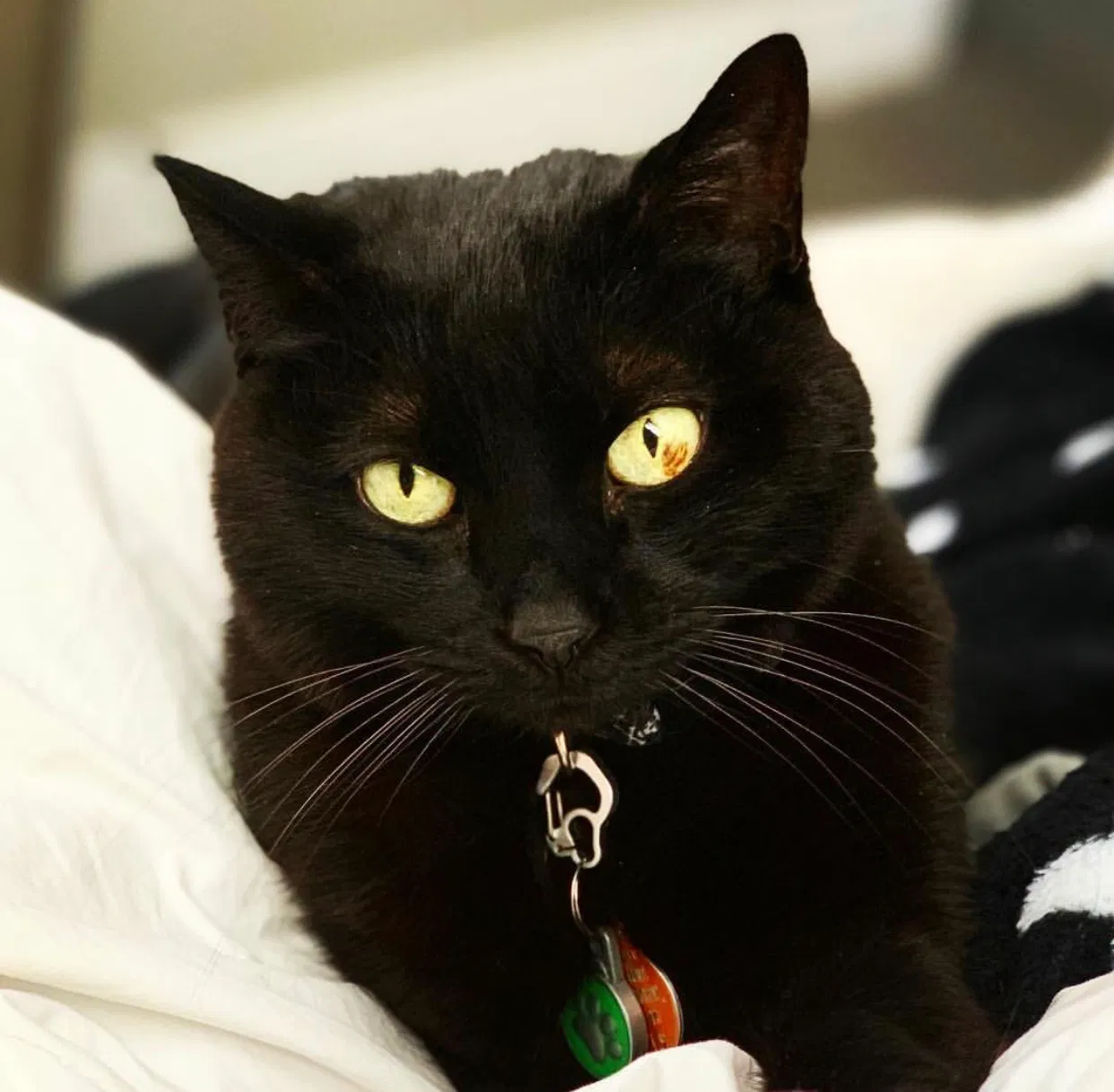 Lost cat in Iowa City, IA, 52246