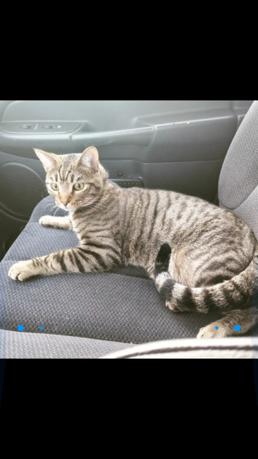 Lost cat in Temecula, CA, 92591