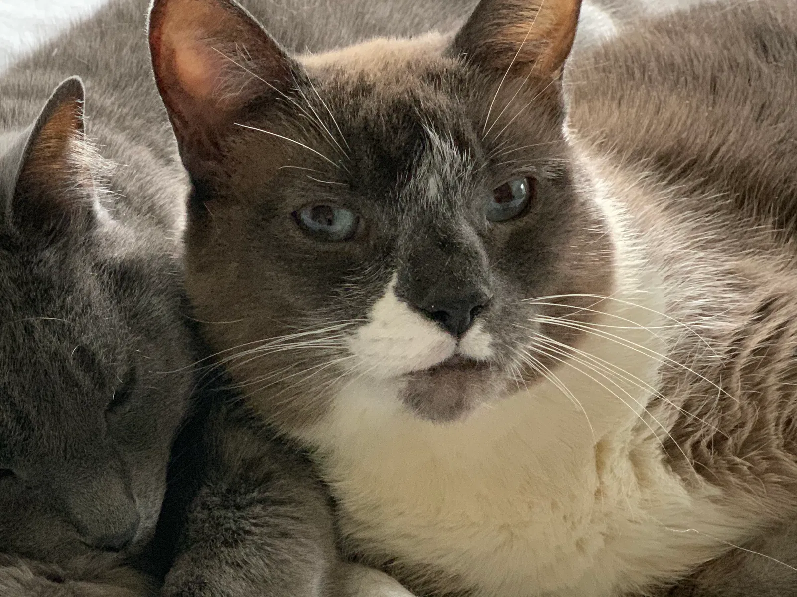 Lost cat in Forest, VA, 24551