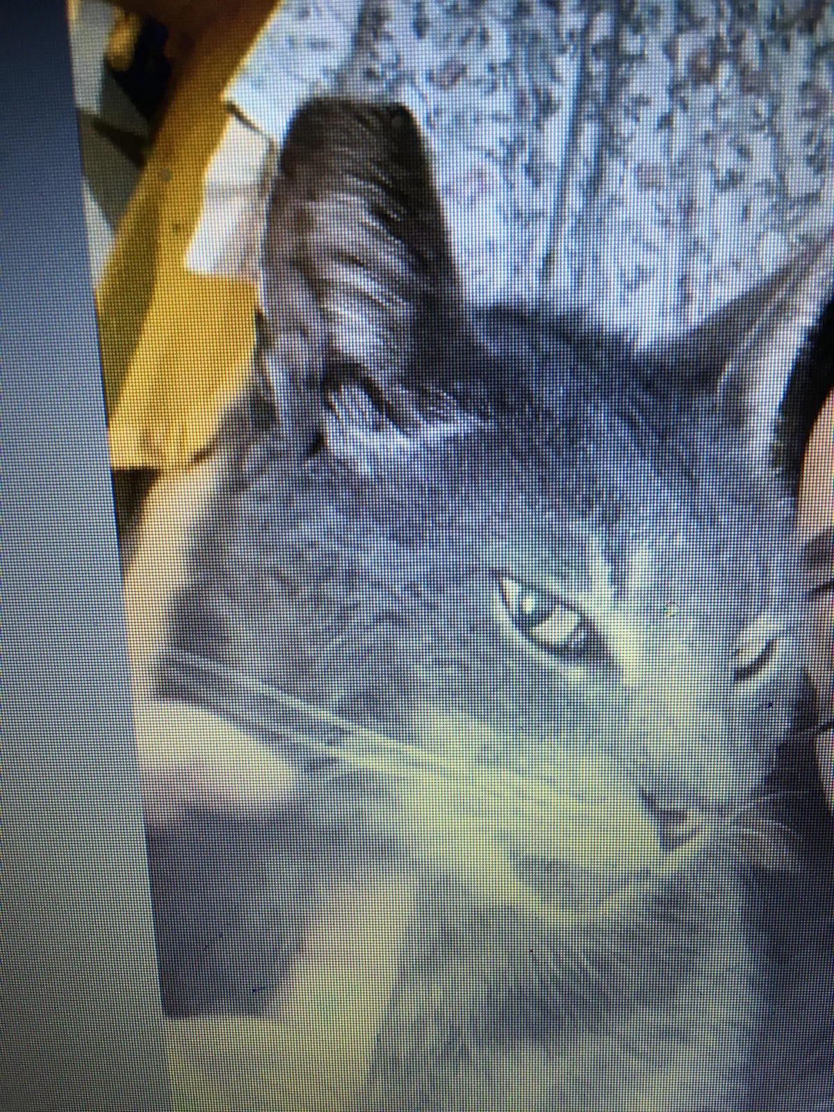 Lost cat in Santa Clarita, CA, 91390