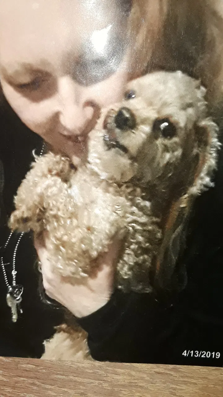 Lost dog in Reno, NV, 89501