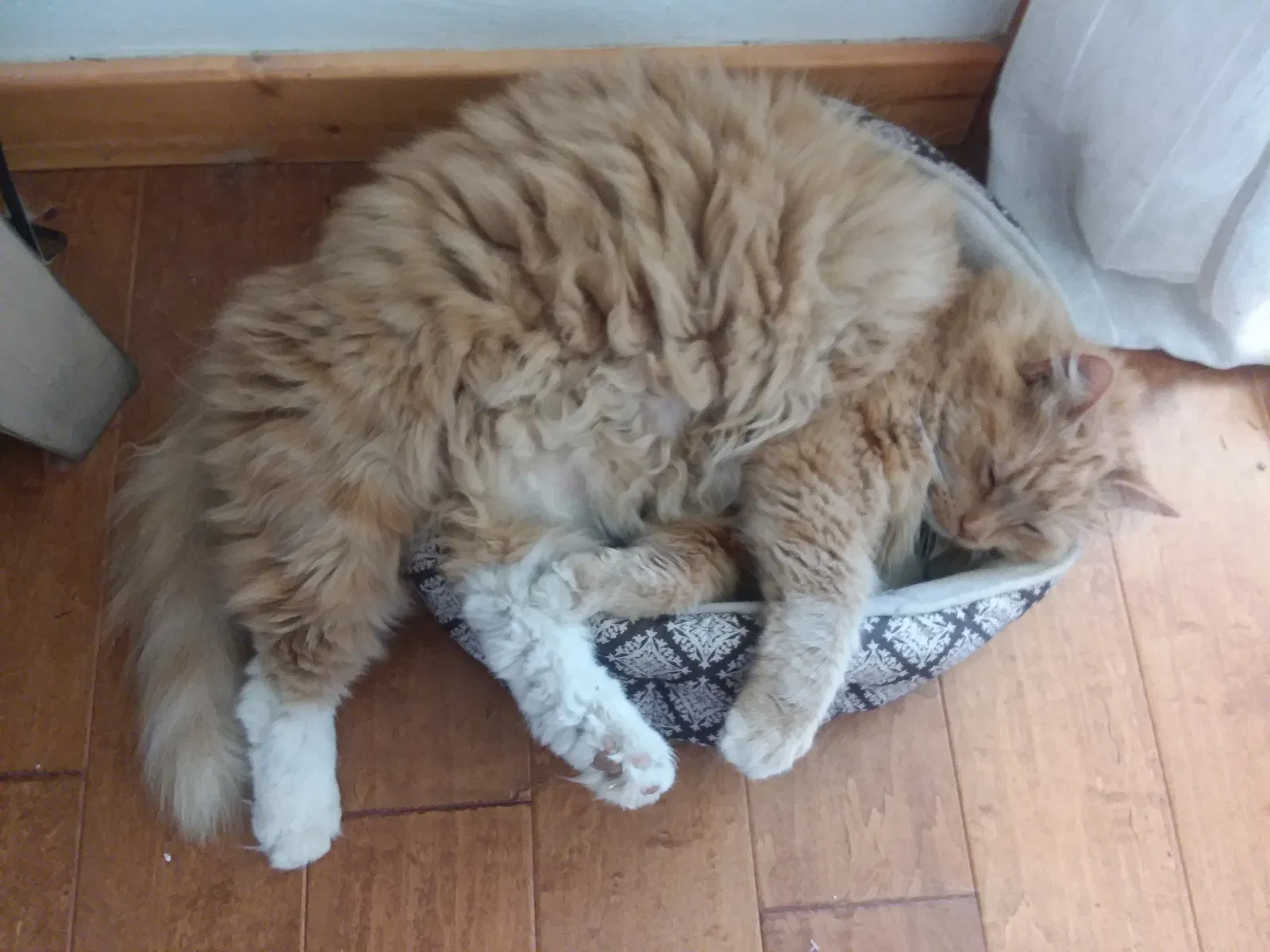 Lost cat in Unknown, TN, 0