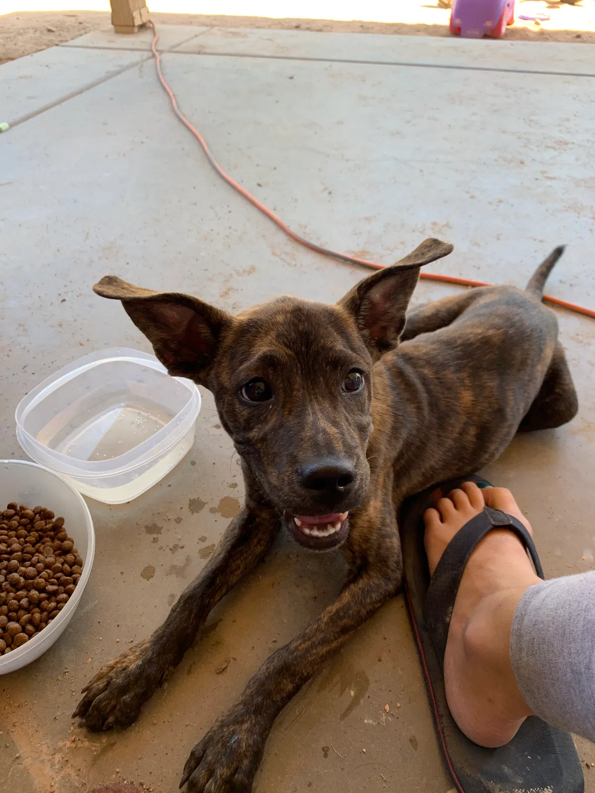 Found dog in San Tan Valley, AZ, 85140