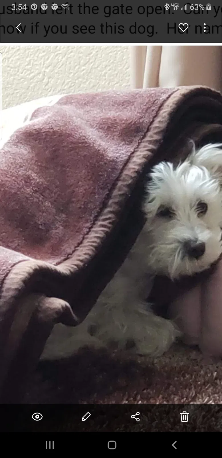 Lost dog in Fountain, CO, 80817