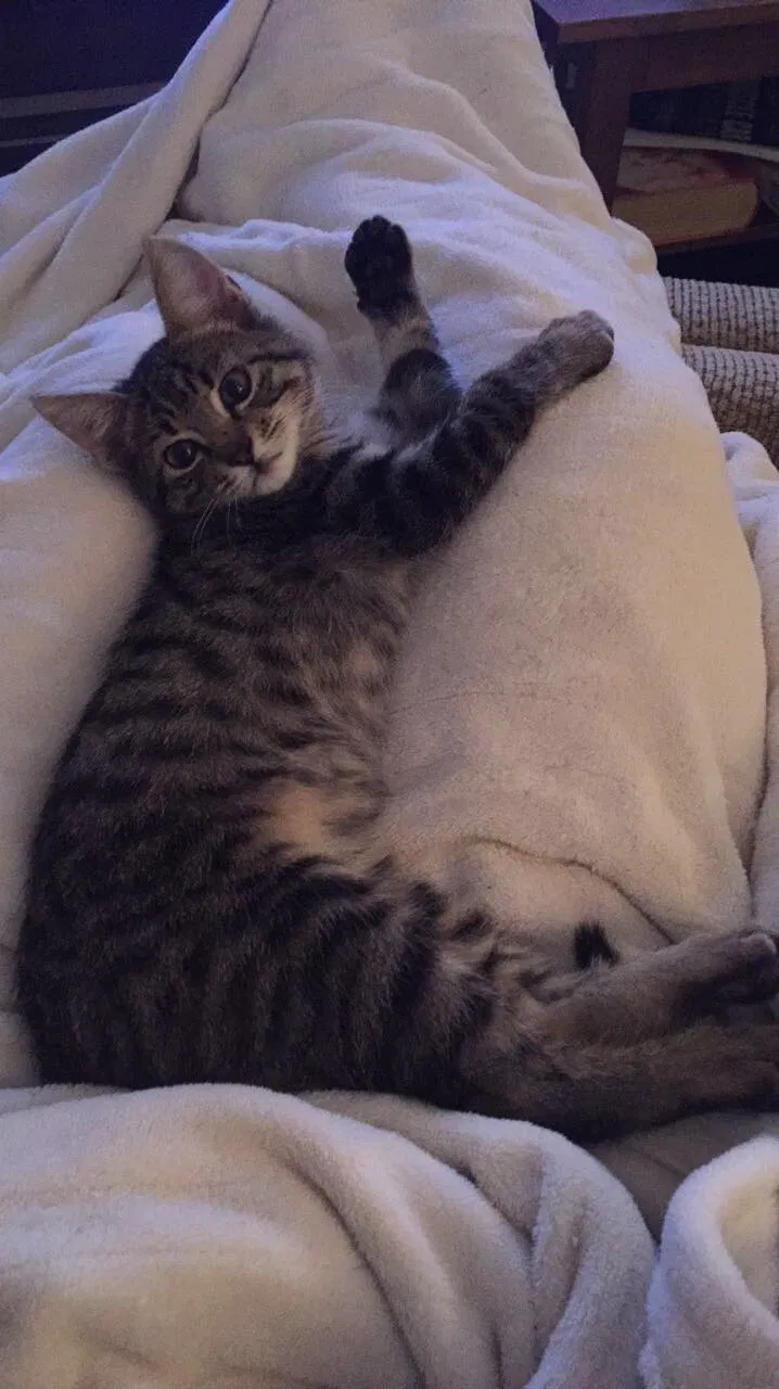 Lost cat in Tallahassee, FL, 32303
