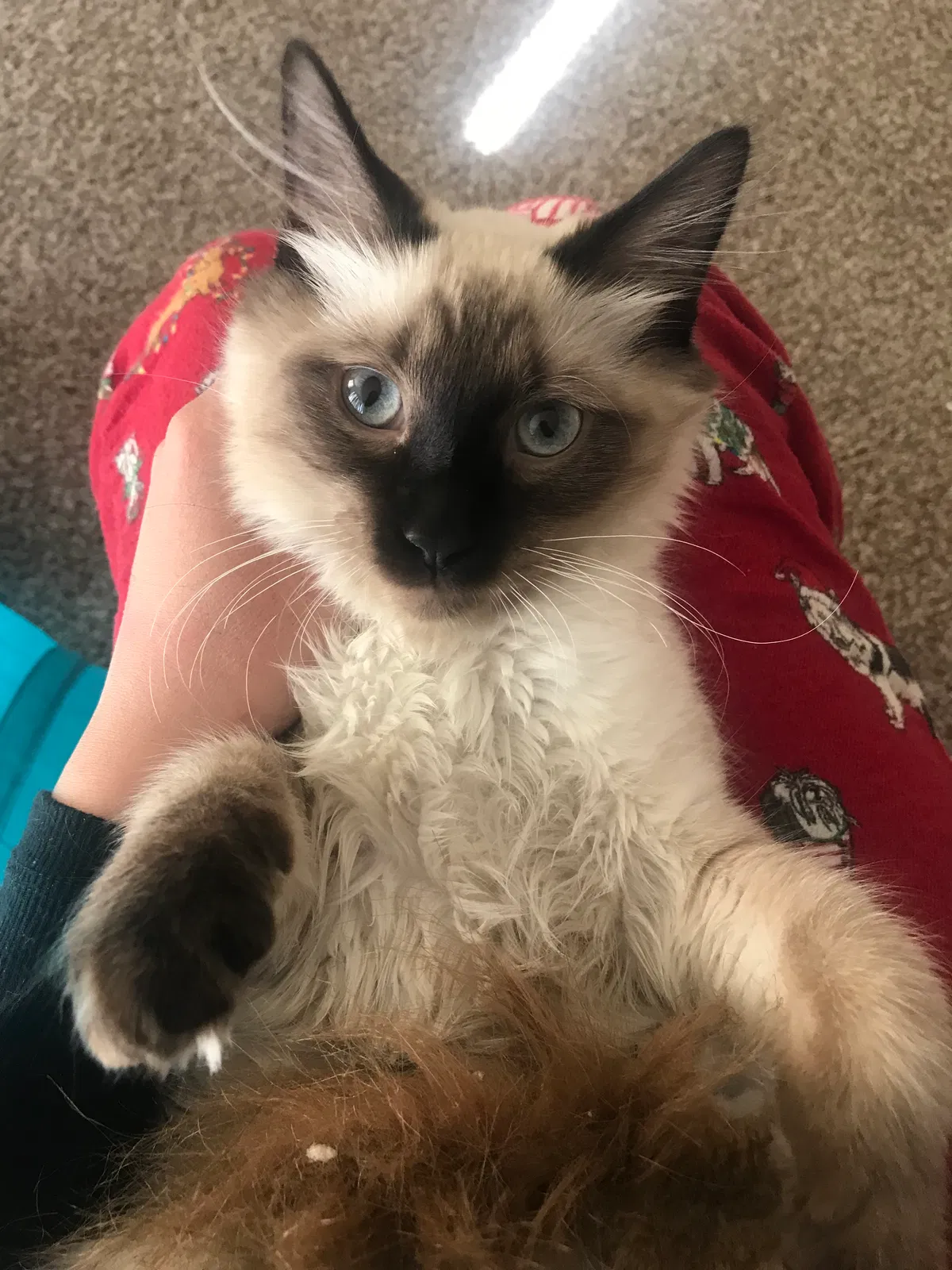 Lost cat in Colorado Springs, CO, 80902