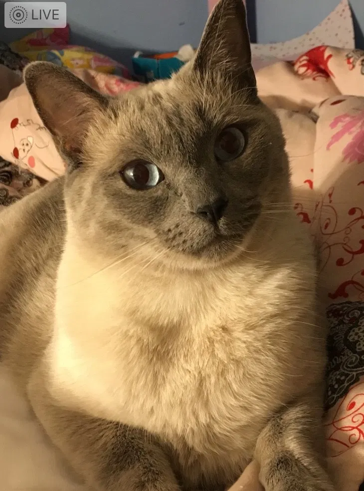 Lost cat in Ventura, CA, 93003