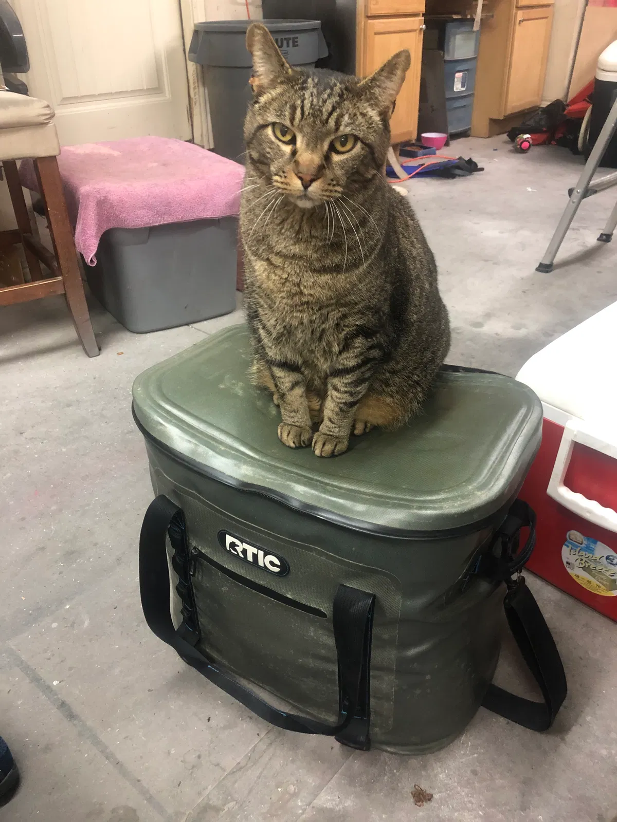 Lost cat in Oklahoma City, OK, 73160