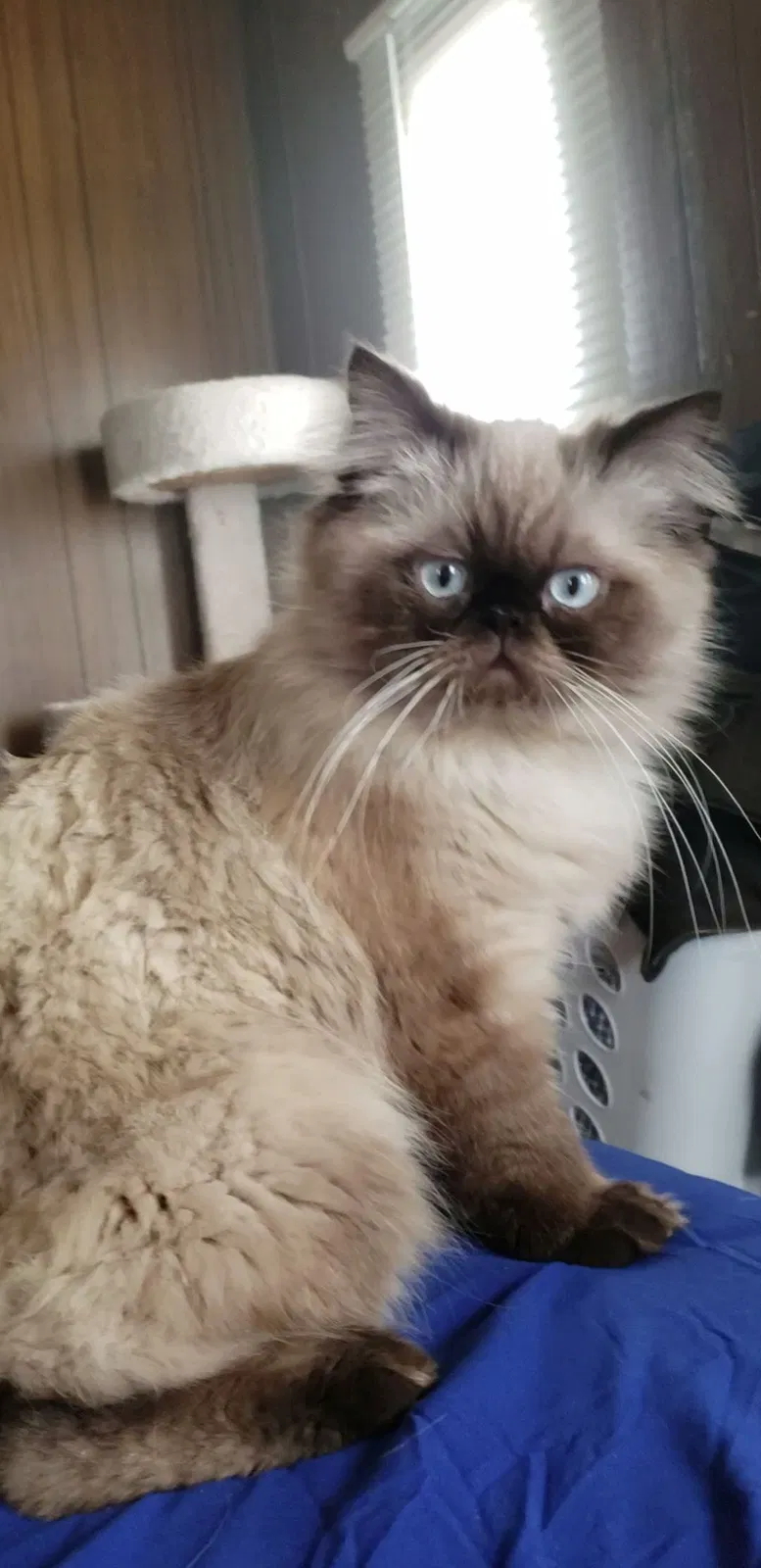 Lost cat in Lansing, MI, 48906