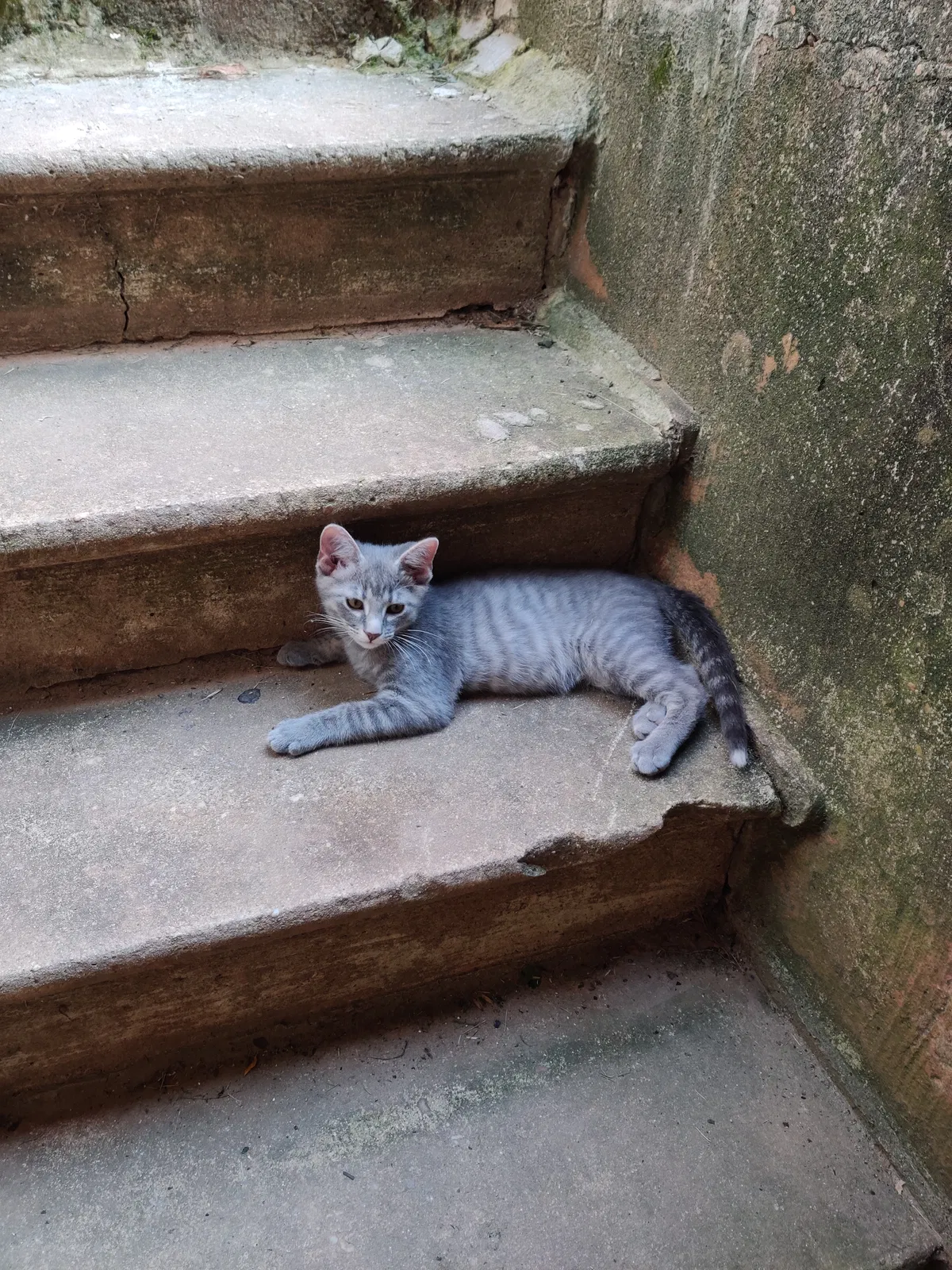 Lost cat in Baltimore, MD, 21230
