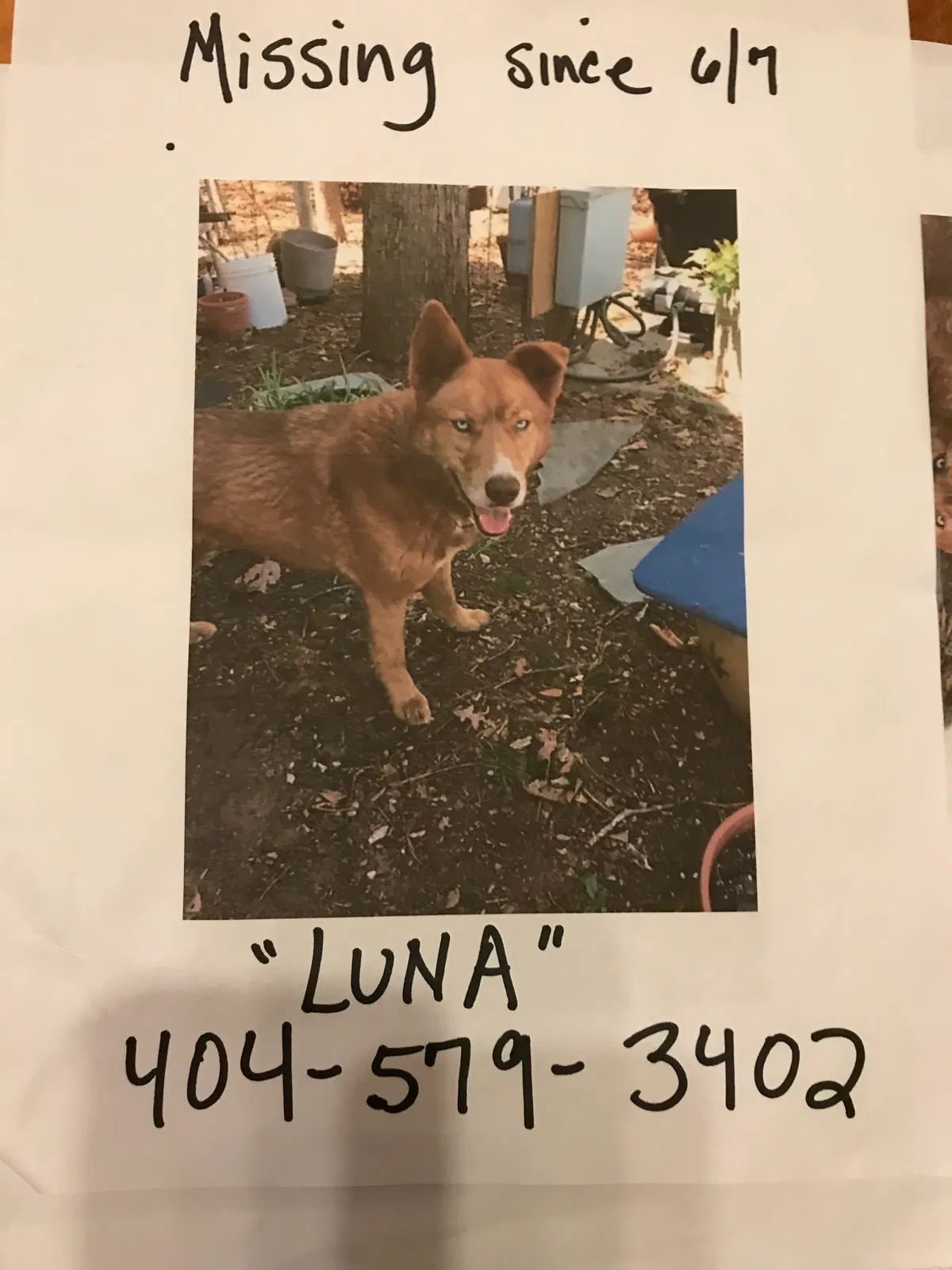 Lost dog in Covington, GA, 30016