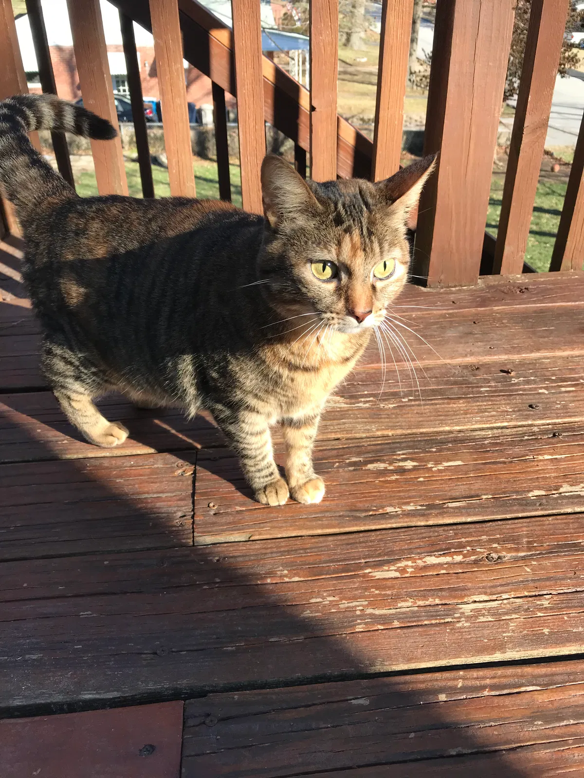 Lost cat in Saint Louis, MO, 63114