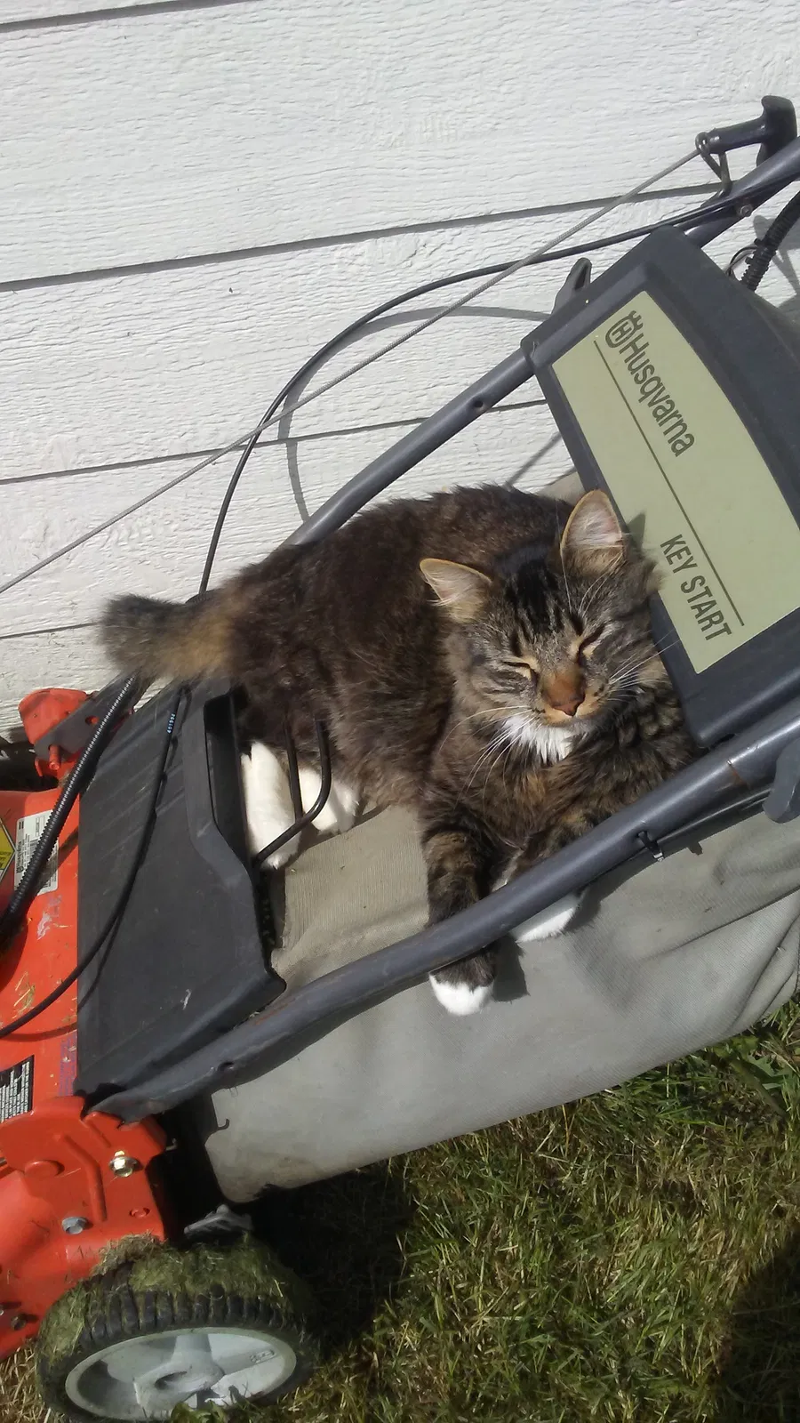 Lost cat in Arlington, WA, 98223