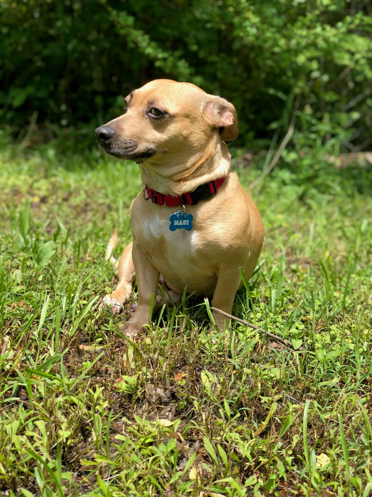 Lost dog in Stockbridge, GA, 30281