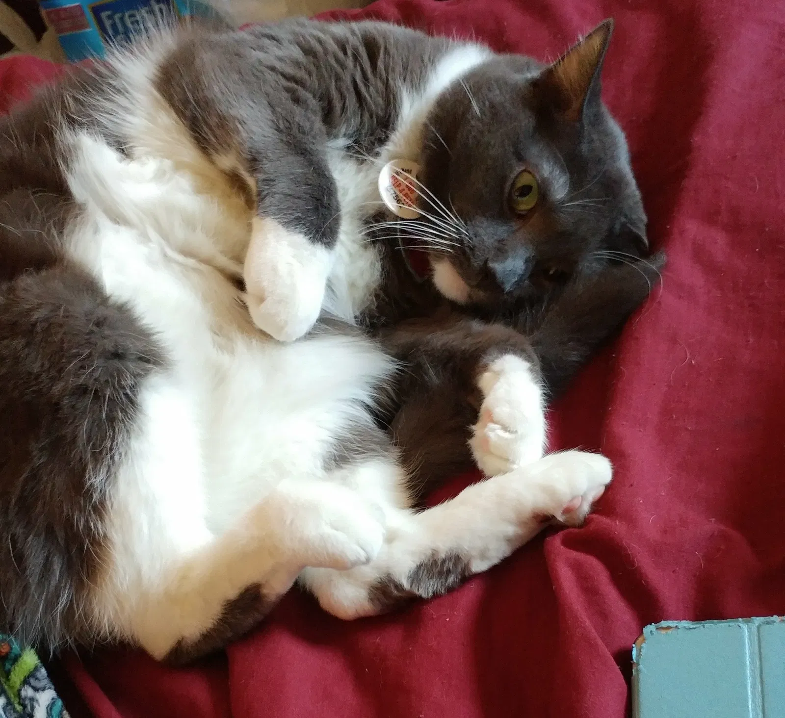 Lost cat in Surprise, AZ, 85374