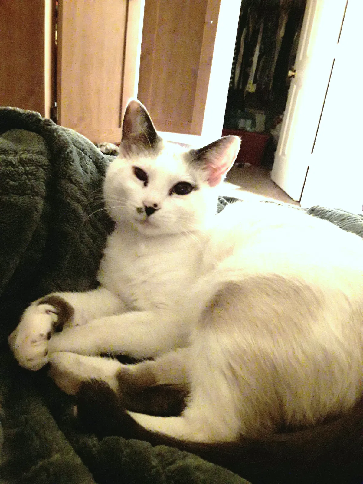 Lost cat in West Jordan, UT, 84084
