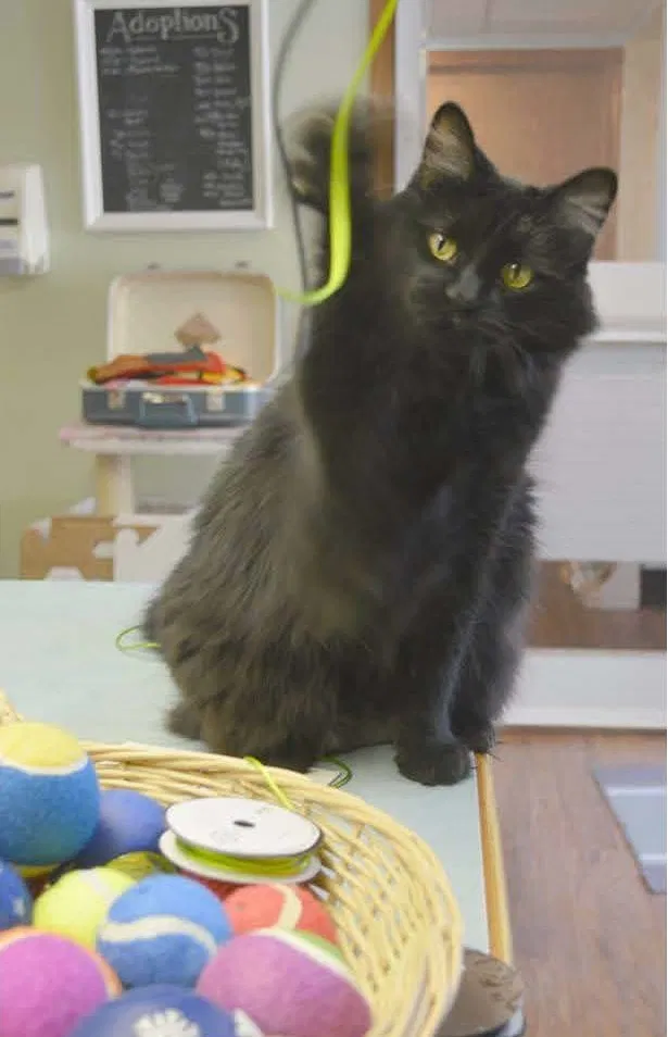 Lost cat in Kansas City, MO, 64151