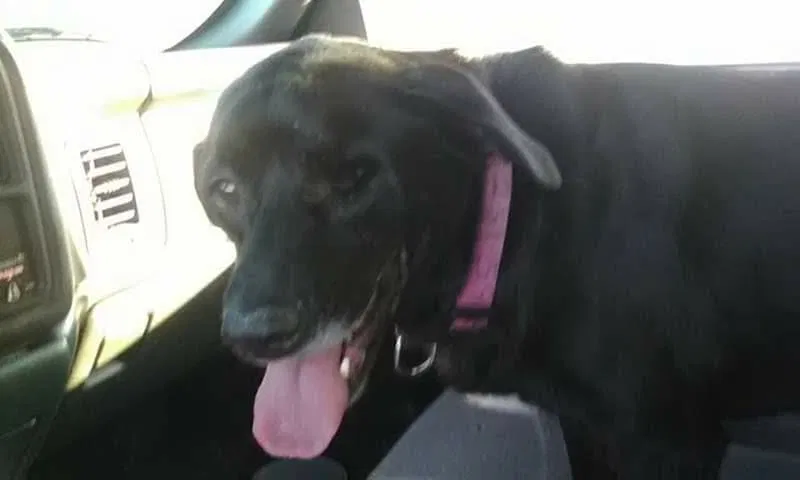 Lost dog in Mobile, AL, 36611
