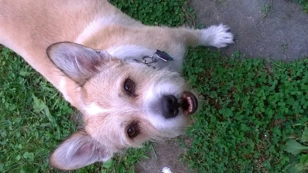 Lost dog in Hume, VA, 22639