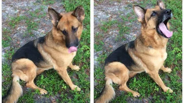Lost dog in Gainesville, FL, 32641
