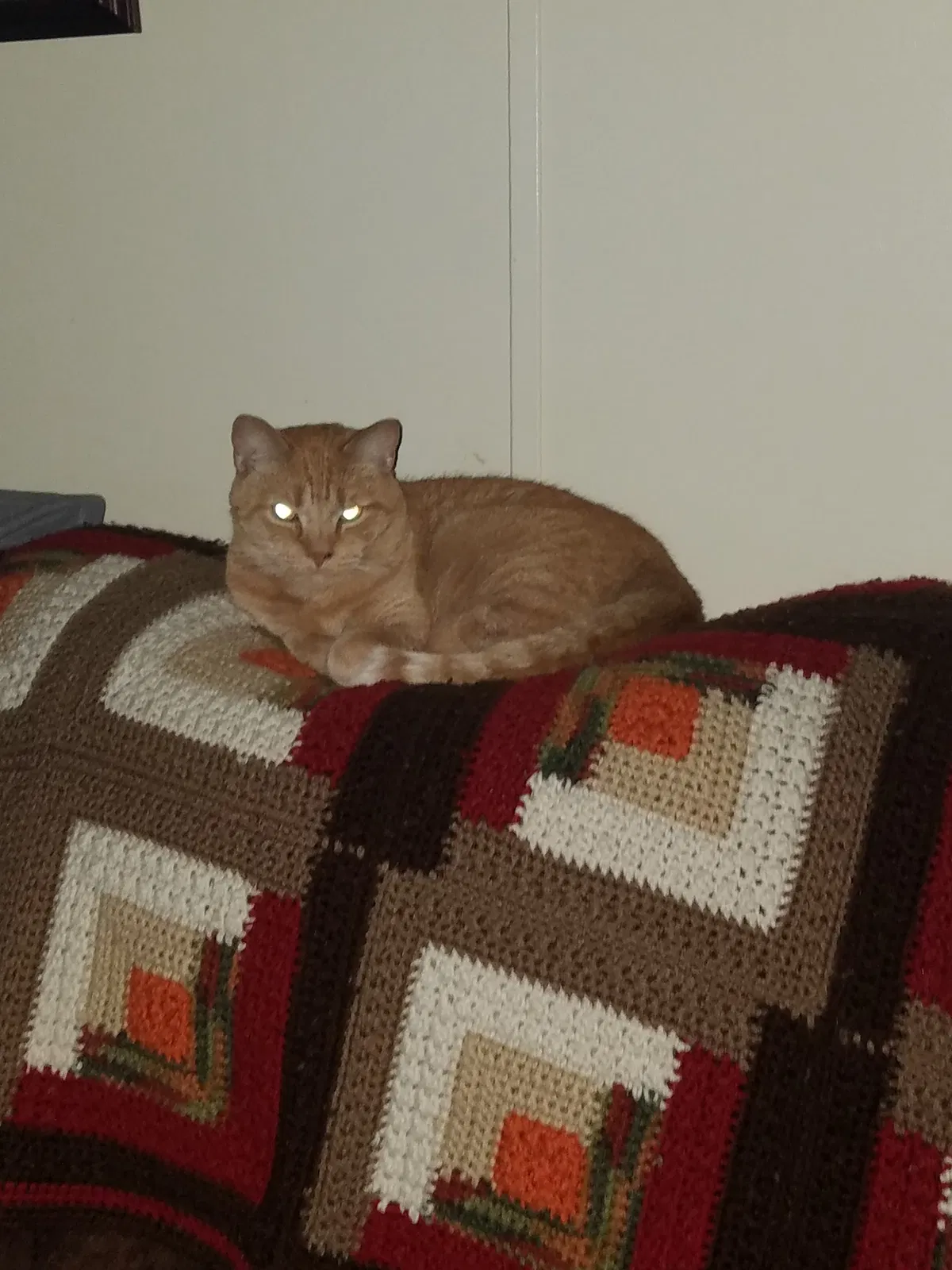 Lost cat in Fayetteville, GA, 30214
