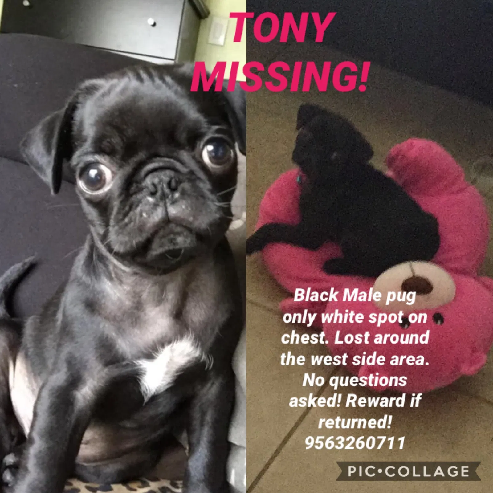 Lost dog in Laredo, TX, 78040