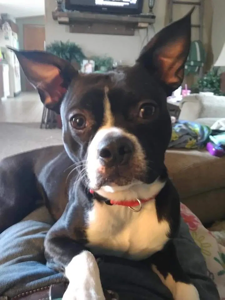 Lost dog in Fennville, MI, 49408