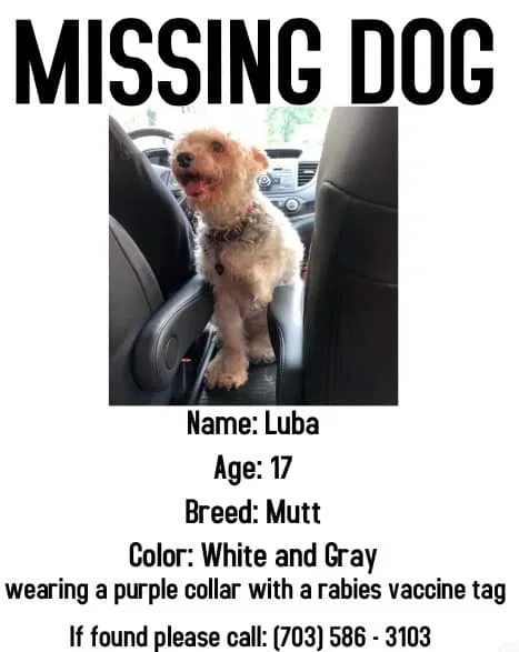Lost dog in Wynnewood, PA, 19096