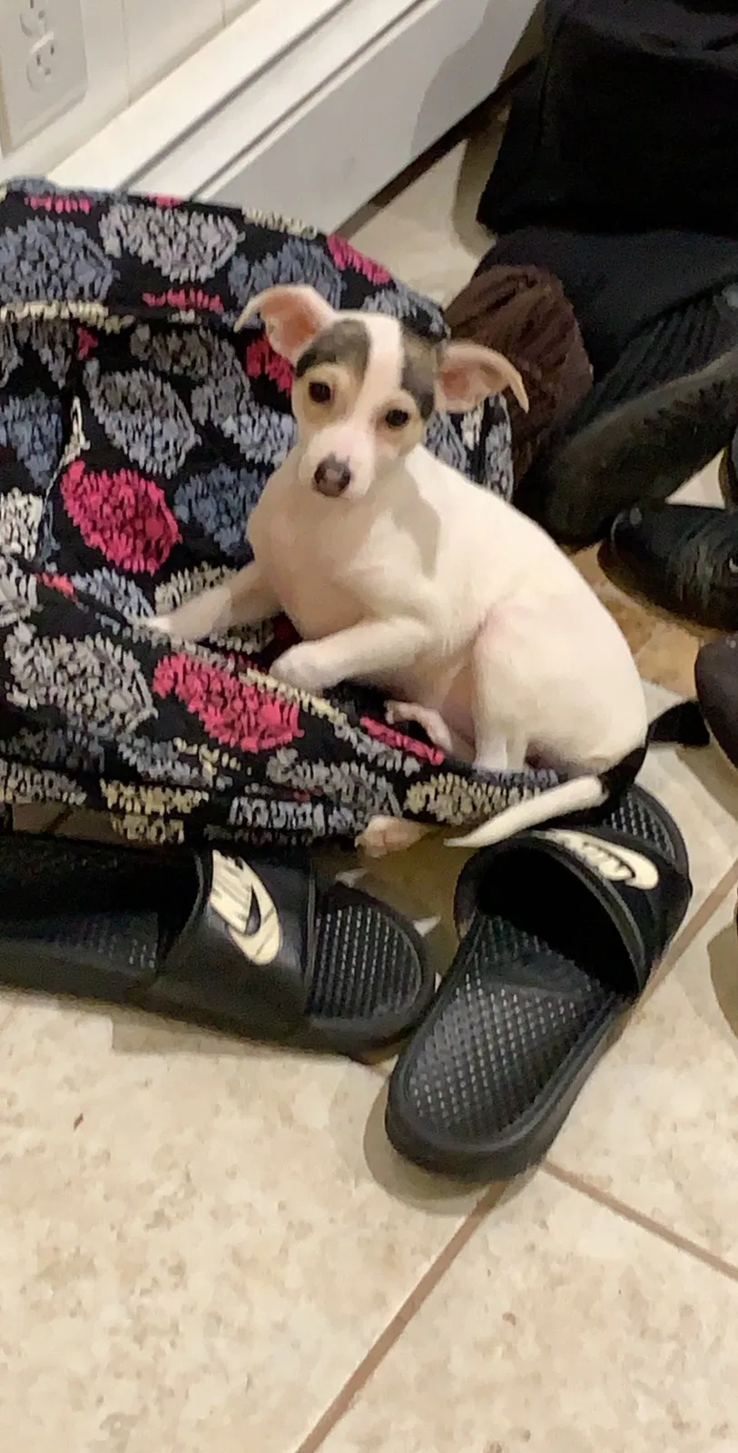 Lost dog in Yorktown Heights, NY, 10598
