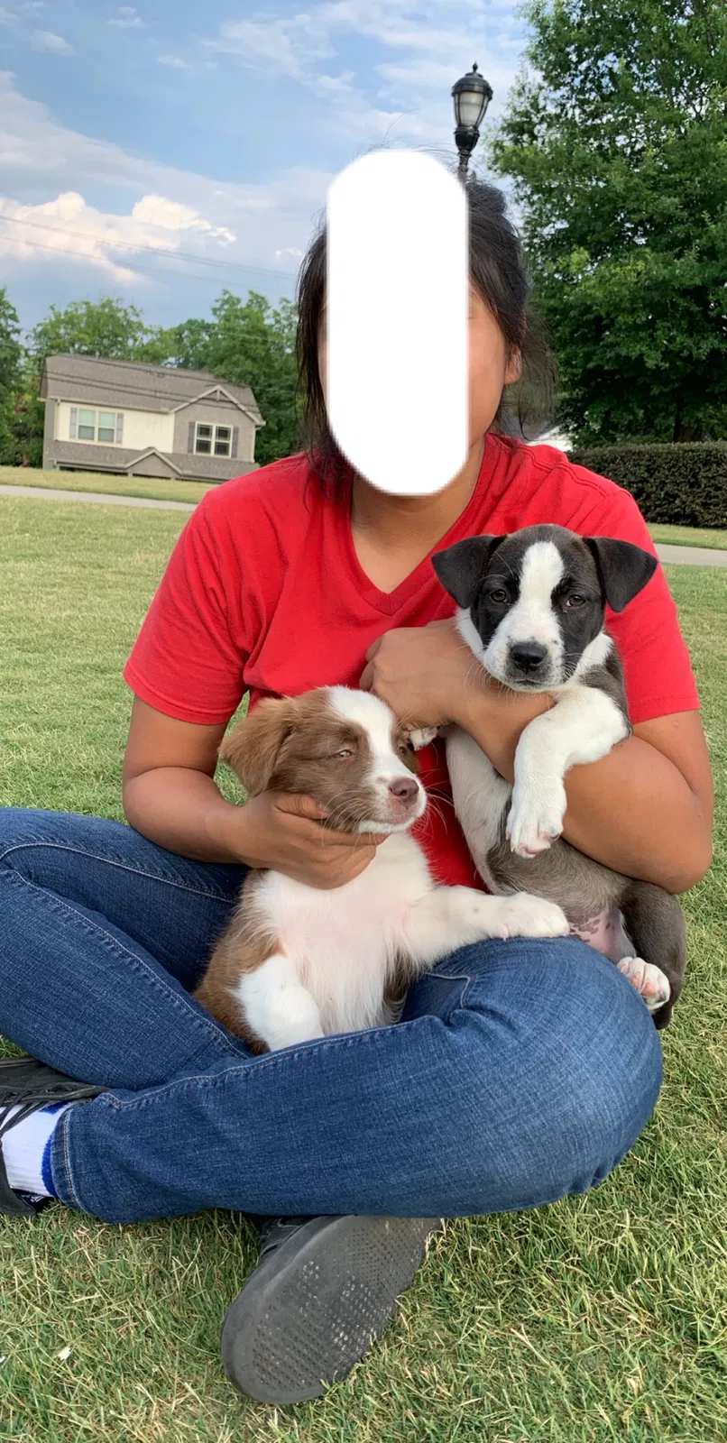 Lost dog in Walhalla, SC, 29691