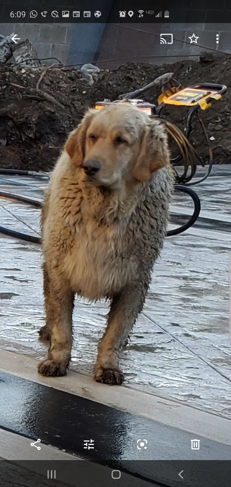 Lost dog in Richmond, CA, 94804