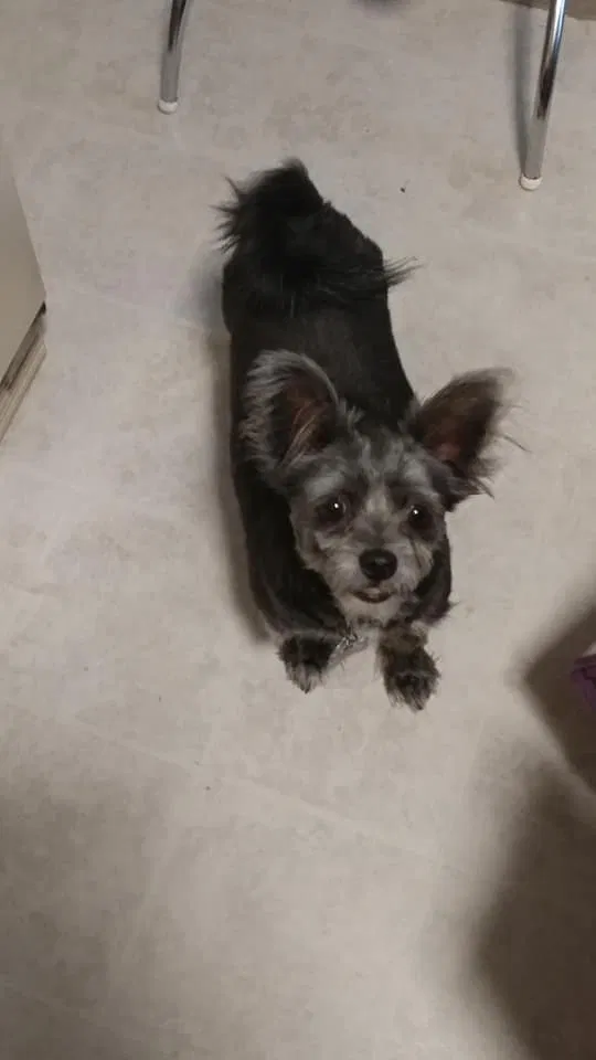 Lost dog in Shawnee, KS, 66203