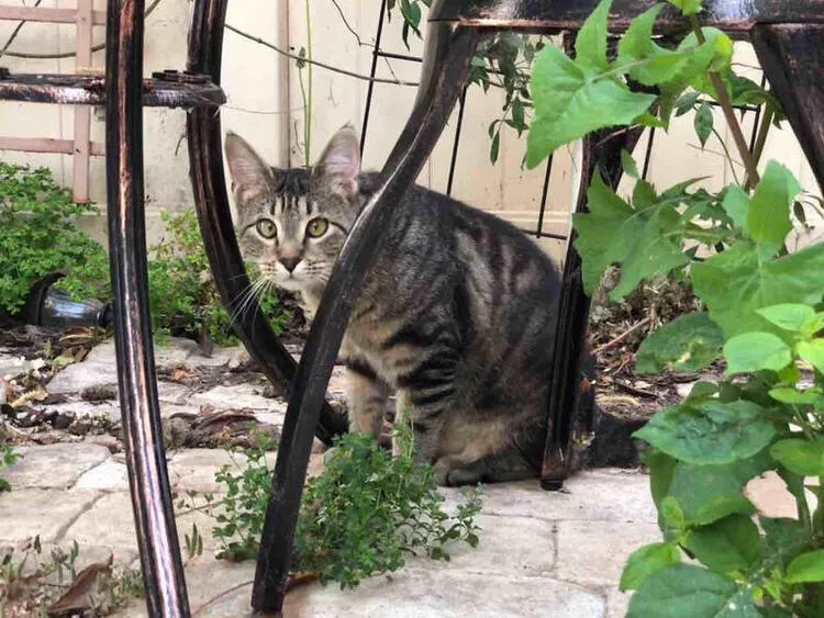 Lost cat in Oxnard, CA, 93036
