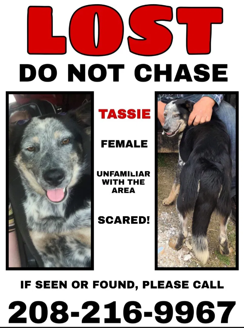 Lost dog in Greenacres, WA, 99016