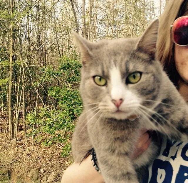 Lost cat in Dillsburg, PA, 17019