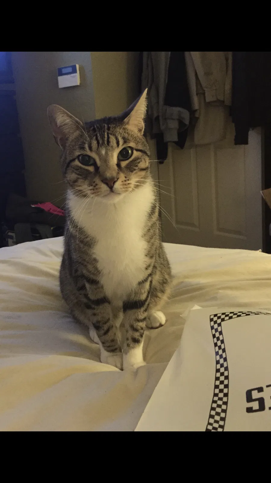 Lost cat in Cordova, TN, 38016