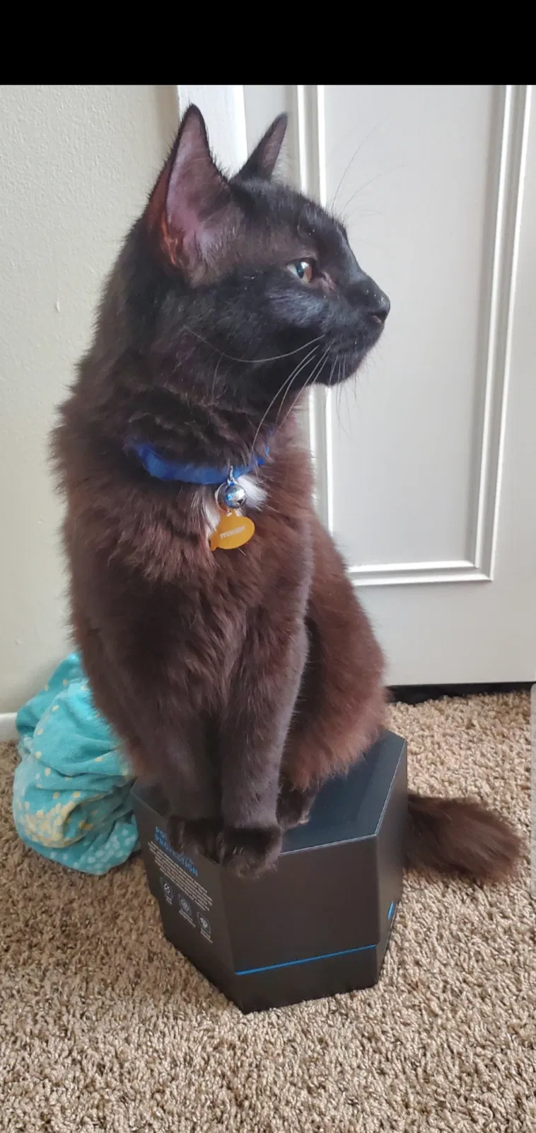 Lost cat in Monroe, MI, 48161