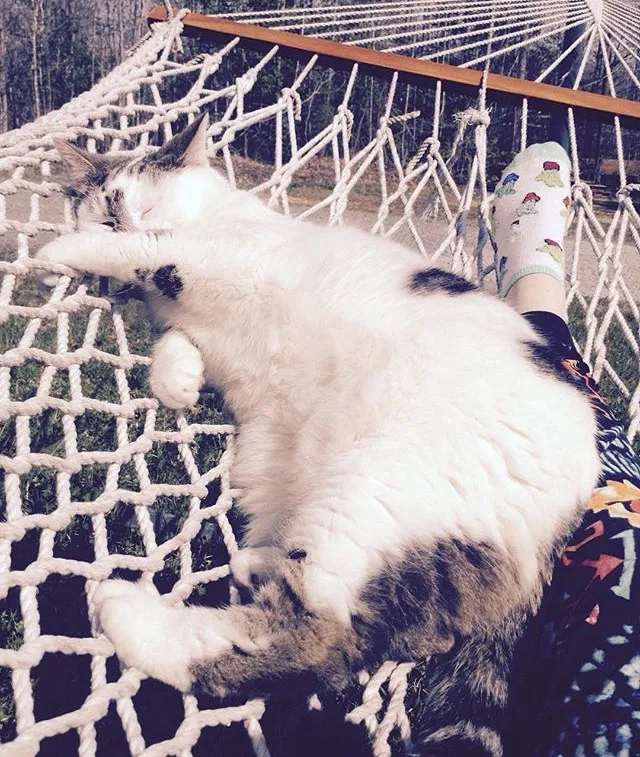 Lost cat in Dillsburg, PA, 17019