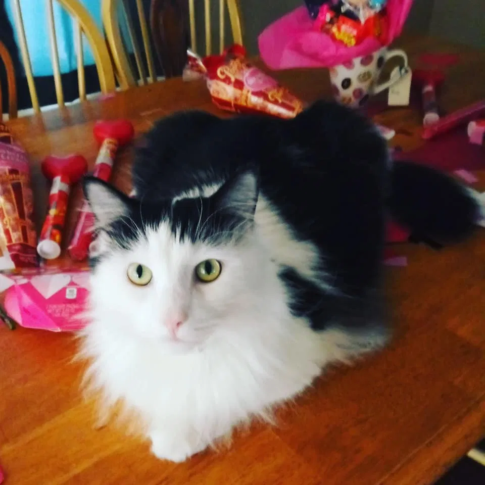 Lost cat in Altoona, PA, 16601