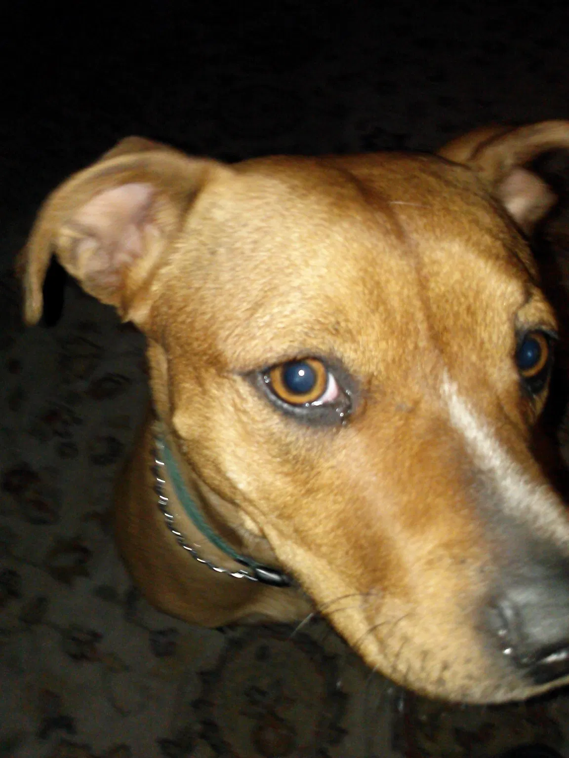 Lost dog in Ludington, MI, 49431